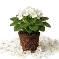 White African Violet Plant Live, 4 Inch Pot, Indoor Flowering Plant