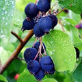 Serviceberry Plant Live for Planting, Serviceberry Bush Shrub 6 to 12 Inc Tall, Edible Berry Fruits Ready to Grow Your Garden