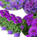 Pack 3 Purple Verbena Plants Live Perennial Ground Cover, No Pot, 5-9" in Tall, Can Grow As Trailing Bushes, Spring Flowers