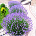 3 Lavender Plants Live Starter Plants 1-3" in Tall, Hardy Perennial Lavender for Garden and Landscape with Fragrant Purple Blooms, No Pot (Light Blue)