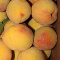 Sweet Peach Tree Live Plant, Cold Hardy Peach Tree, 1-2 Ft Tall