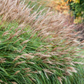 Ornamental Grasses Live Plants Perennial, Maiden Grass Live Plant Perennial, Live Miscanthus Grass Plant in 4" Pot