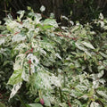 Hardy Hibiscus Plants Live Well-Rooted, Snow Flowers Hibiscus Tree Live Plant for Outdoor Full Sun Spring Planting, 5-9" in Tall, Perennial Growing