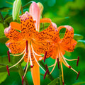 Set 20 Tiger Lilies Bulbs for Planting, Turks Cap Lily Bulbs for Planting Outdoors, Orange Flower Bulb