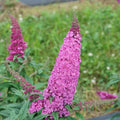 Pink Butterfly Bush Live Plant in 4 Inch Pot Planting Perennial Outdoors Garden Bush Shrub
