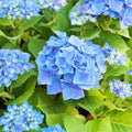 Well-Rooted Hydrangea Live Plant in 2.5 Inch Pot, Hydrangea Tree Shrub Bush Perennial Outdoor Planting (Blue Bigleaf)