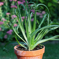 Frizzle Sizzle Albuca Plant Live for Planting in 3 Inc Pot, Rare Succulent Live Plant Albuca Houseplant Curly Grass