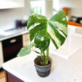 Monstera Plant Live, Monstera Fully Rooted 4-7'' Tall, No Pot, Easy-Care, Fast-Growing Indoor Houseplant (Constellation Monstera)