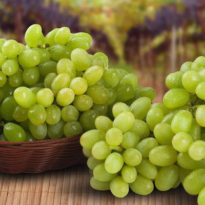 Grape Vine, Grape Plant Live 1-2 Years Old, Sweet Grape Fruit Tree, Very Cold Hardy (Yellow Green Grape)