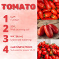 Red Tomato Live Plant, Tomato Plant Live, Long Red Sweet Fruit Plants from 4-7 Inches in Height, 4 Inch Pot for Growing