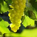 Grape Vine Live Plant to Grow 1-2 Year Old, Sweet Grape Plant Live for Growing, Grape Fruit Well Rooted Plant Bareroot (Green Grape)