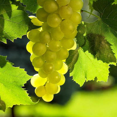 Grape Vine Live Plant 1-2 Year Old, Sweet Grape Plant Live for Growing, Grape Fruit Well Rooted Plant Bareroot (Green Grape)