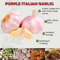 1 Pound Hard Neck Garlic for Planting in Fall, Purple Garlic Bulb for Planting, Fresh and High Yield, Cold Hardy, Planting Softneck Hardneck