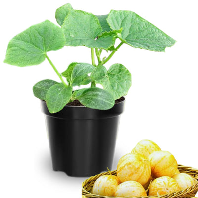 2 Lemon Cucumber Plants Live, 3 to 5 Inches Tall, Cucumber Starter Plants for Planting, 4 Inch Pot Vegetable Plant