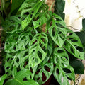 Monstera Adansonii Swiss Cheese Plant, Monstera Plants, Swiss Cheese Vine Plant for Growing Indoor Outdoor Garden Houseplant, 4 Inch Pot