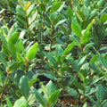Laurus Nobilis Bay Leaf Tree Plant 6-9 Inches Tall, Sweet Bay Laurel Tree Live Plant for Growing