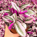 Live Tradescantia Nanouk Plant, Pink Wandering Jew Plant for Garden, Inch Plant Live, 6 Inc Pot