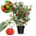 02 Surinam Cherry Trees Live Plants for Outdoor Spring Planting, 4-7" in Tall, Edible, Sweet, High Yielding Fruit Tree Fast-Growing