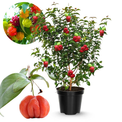02 Surinam Cherry Trees Live Plants for Outdoor Spring Planting, 4-7" in Tall, Edible, Sweet, High Yielding Fruit Tree Fast-Growing