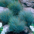 2 Pots 4 Plants Blue Fescue Grass Live Plants, Each Pot 2 Plants Grass Ornamental for Outdoor Planting