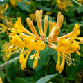 White Yellow Honeysuckle Fragrant Climbing Honeysuckle Plant Live Vine, Lonicera Perennial Honeysuckle Plants, 5-9 Inches, No Pot
