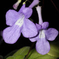 04 Concord Blue Streptocarpella Plants Live, 4-6" Streptocarpus False African Violet Ladyslipper Primose Plant Like for Spring Planting, Fast-Growing