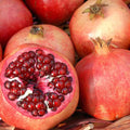 Pack 2 Pomegranate Trees Live Plants Starter from 5 to 10 Inch Tall, Pomegranate Fruit Tree Houseplant Outdoors, Ready to Plant