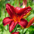 3 Daylilies Perennial Bulbs, Daylily Bulbs for Planting, Perennial Flower Bulb