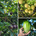 2 High Yield Passion Fruit Plants Live, Mixed Climbing Passion Vine Tree Live Plant for Outdoor Growing, 5-9" in Tall, Fast Growing Perennial Sweet and Edible Fruits