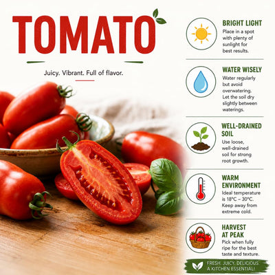 2 Long Red Tomato Plants, 6-8 Inc Tall, Live Tomato Plants for Planting