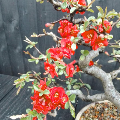 Red Quince Flowering Plant in 4'' Pot, Hardy Quince Tree, Live Flowering Quince Plant, Fragrant Flower Shrub for Outdoor Gardening, 4-6 Inch Tall