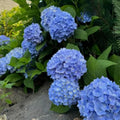 Hydrangea Bush Tree Live Plant, 6 to 12 Inches Tall, Blue Hydrangea Shrub Plant Live Garden