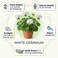 2 White Geranium Plants, Live Flowering Geranium Plant for Outdoor Indoor Garden, Spring Flowers, Hardy and Well Rooted, 2 Plants per Pot, 4-6 Inch Tall