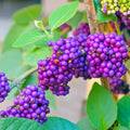 Purple Beautyberry Plant in 4 Inch Pot, Hardy Beauty Berry Shrub, Outdoor Berry Plant for Garden