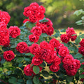 Ornamental Rose Live Plant, Everblooming Roses Flowers, in Pot, Indoor Outdoor Home Garden (Red Miniature Rose)