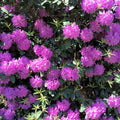 Purple Reblooming Azalea Rhododendron Plant Live in 4 Inch Pot, Azalea Rhododendron Bush Shrub, Bloom in Spring, Late Summer, Fall Rebloom