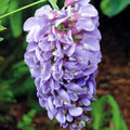 Purple Blue Wisteria Tree Live Plant, Violet Wisteria Live Plant, Wisteria Vine for Planting Outdoors, 2.5 Inch Pot
