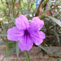 Mexican Petunias Live Plants, Purple Mexican Petunia Plant Live in 4" Pot, Starter Plant from 3 to 5 Inches Height, Vibrant Shrub for Outdoor Garden