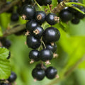 Black Currant Bush Live Plant Well Rooted 5-9 Inc Tall, Black Currant Berry Plant Live, Currant Tree, 1 Year Bare Root