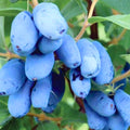 Haskap Plant Live Tree, Live Honeyberry Plant, 8-15" Tall Blue Haskap Berry Honeysuckle Plants for Outdoor Garden Planting