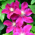 Burgundy Clematis Live Plant in 2.5" Pot, Flowering Climbing Clematis Vine Starter for Outdoor Garden and Trellis, Well Rooted