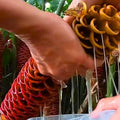 8 Red Awapuhi Shampoo Ginger Roots Rhizomes, 9 Months Old Roots, Fresh Zerumbet Zingiber Red Ginger Rhizomes Oudoor Planting, Pinecone Lily Ginger Flowers Cold Hardy