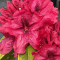 Big 1 Gallon Red Rhododendron Plants Live, 1-3 Years Old Azalea Plants Live Shrubs Bushes for Planting, Very Well Rooted