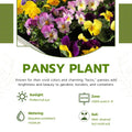 2 Mix Pansy Plants 3-5 Inches, Colorful Flowering Annual, Pansies Flower Well Rooted in 4'' Pot, Outdoor Garden Planting