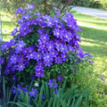 Clematis Vine Plants Live in Pot, 8 Months Old Seedlings Climbing Flowering, Outdoor Trellis Fences, Cold Hardy (Blue Clematis)