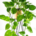 Golden Pothos Plant Live in 4 in Potted, House Plant for Growing, Pothos Live Plant Pot