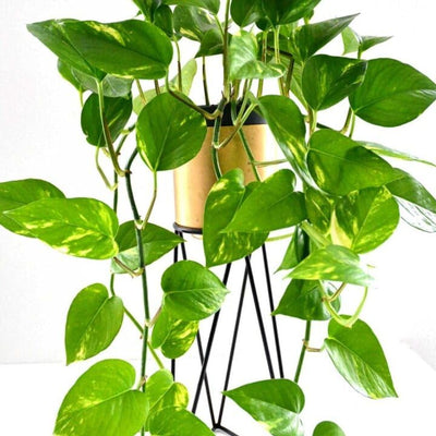 Golden Pothos Plant Live in 4 in Potted, House Plant for Growing, Pothos Live Plant Pot