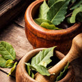 Laurus Nobilis Bay Leaf Tree Plant 5 to 9 Inches Height, Sweet Bay Leaf Tree Live Plant for Growing Your Garden