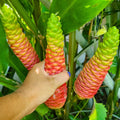 8 Red Awapuhi Shampoo Ginger Roots Rhizomes, 9 Months Old Roots, Fresh Zerumbet Zingiber Red Ginger Rhizomes Oudoor Planting, Pinecone Lily Ginger Flowers Cold Hardy