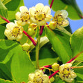 Kiwi Plant Live Male, Hardy Kiwi Berries Well Rooted Starter Plant, 5-9" Height, Kiwi Vine